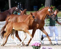 broodmare Reve en Rouge (Hanoverian, 2005, from Rosentanz)