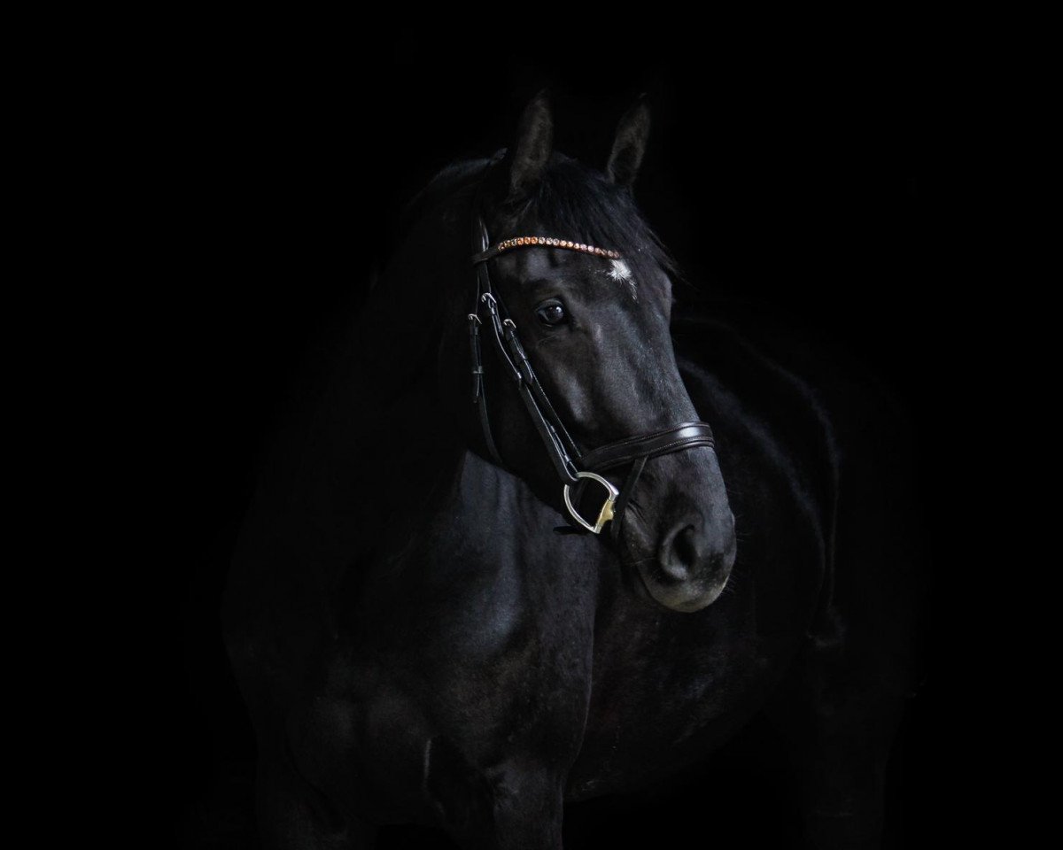 jumper Ungetable (Oldenburg show jumper, 2017, from Unbreakable Z)