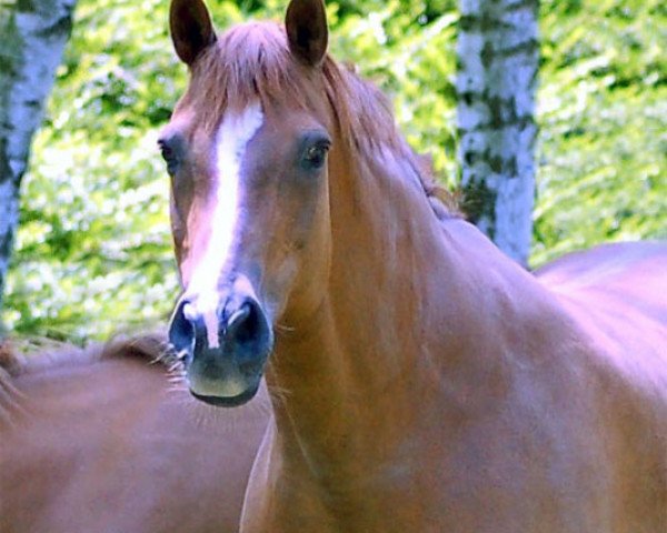 broodmare Magic Moments (German Riding Pony, 1988, from Marsvogel xx)