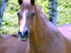 broodmare Magic Moments (German Riding Pony, 1988, from Marsvogel xx)
