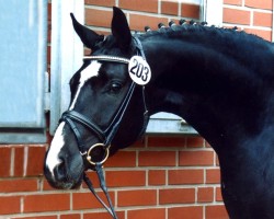 broodmare Really Hitlike (Oldenburg, 2000, from Rohdiamant)