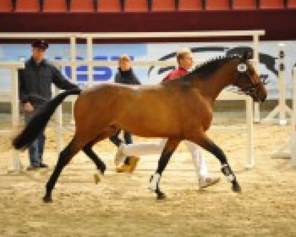 stallion Neverland 4 (Holsteiner, 2010, from Nekton)