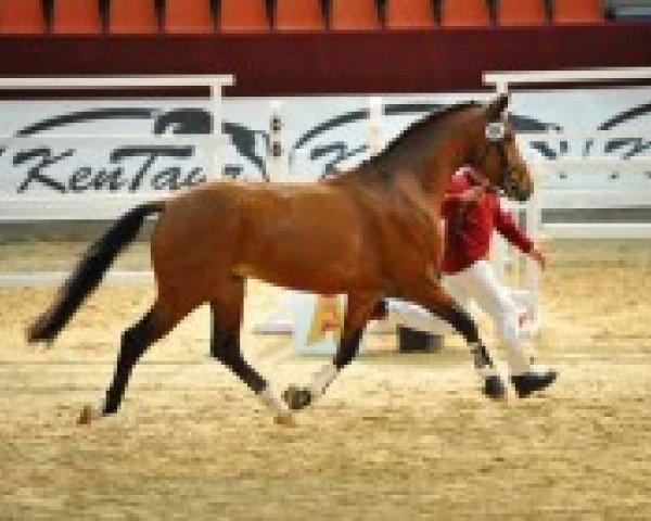 Pferd Riamo's Rubin (Deutsches Sportpferd, 2009, von Riamo)