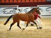 horse Riamo's Rubin (German Sport Horse, 2009, from Riamo)