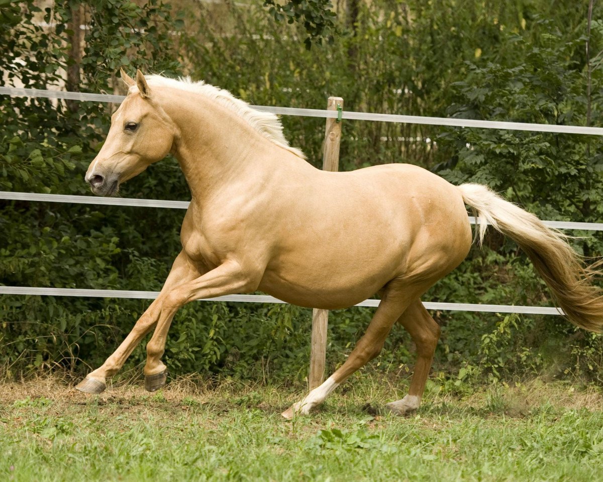 Zuchtstute Greatest Hit (Deutsches Reitpony, 2007, von FS Golden Highlight)