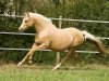 broodmare Greatest Hit (German Riding Pony, 2007, from FS Golden Highlight)