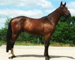 Pferd Fair Voyager (Hessisches Warmblut, 1999, von Heraldik xx)