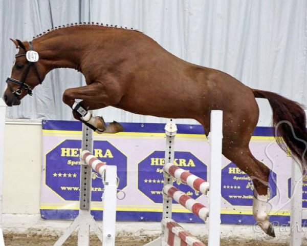 stallion Honey's Hope (German Riding Pony, 2010, from Halifax)
