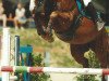 broodmare Alina 30 (Austrian Warmblood, 2004, from Griseldi)