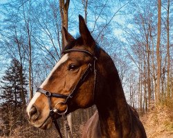 Springpferd Pirochka (Zweibrücker, 2004, von Acorath)