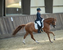 dressage horse Crown Caligiuri (German Riding Pony, 2015, from Crown Charm of Royal)