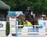 jumper Topas (Trakehner, 2001, from Bardolino)