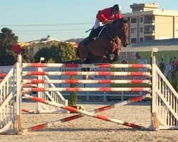 Springpferd Bingo (Belgisches Warmblut, 2001, von Elmshorn)