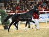 dressage horse Little Darling 5 (German Sport Horse, 2010, from Lord Fantastic)