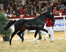 dressage horse Little Darling 5 (German Sport Horse, 2010, from Lord Fantastic)