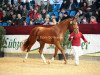 stallion Feuert"nzer 3 (German Sport Horse, 2010, from Fidertanz)