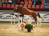 dressage horse Dante 101 (German Sport Horse, 2010, from Damon Hill)