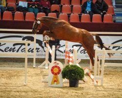 dressage horse Dante 101 (German Sport Horse, 2010, from Damon Hill)