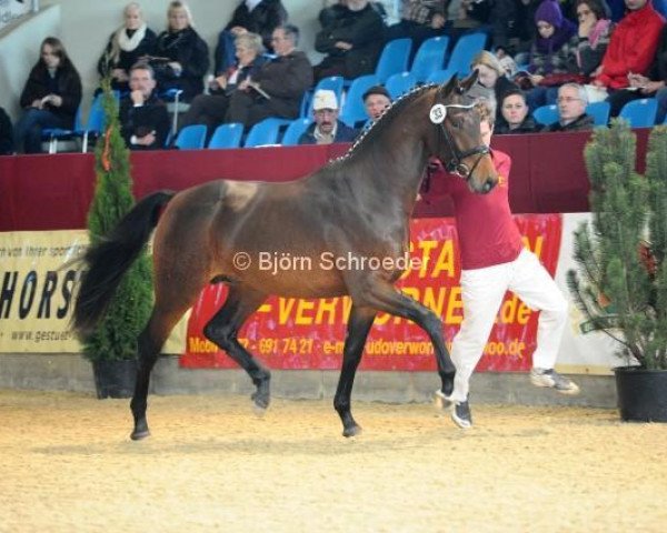 dressage horse Baltimore 72 (Oldenburg, 2010, from Bordeaux 28)