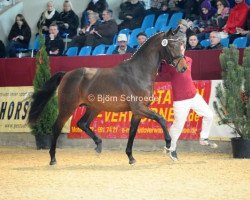 dressage horse Baltimore 72 (Oldenburg, 2010, from Bordeaux 28)