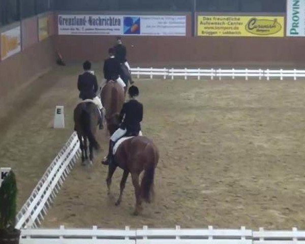 dressage horse Woody Witzigmann (Hanoverian, 2006, from Weltmeyer)