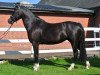 Dressurpferd Eulenhof Saphira (Welsh-Cob (Sek. C), 2009, von Arvalon Sion)