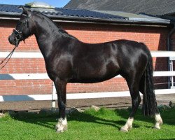 Dressurpferd Eulenhof Saphira (Welsh-Cob (Sek. C), 2009, von Arvalon Sion)