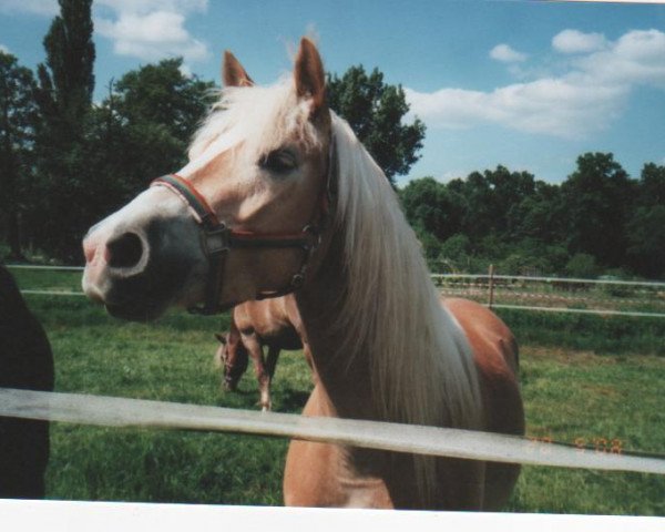 horse Speedy (Haflinger, 2004, from Stahlemann)