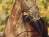 stallion Laureano (Hanoverian, 2003, from Lauries Crusador xx)
