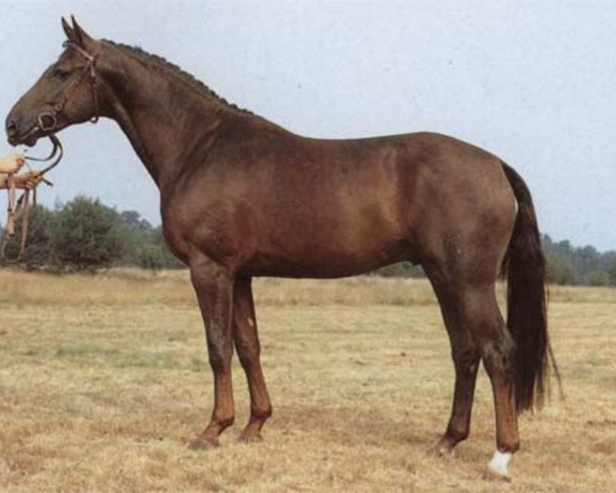 stallion Wenzel II (Hanoverian, 1980, from Woermann)