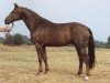 stallion Wenzel II (Hanoverian, 1980, from Woermann)
