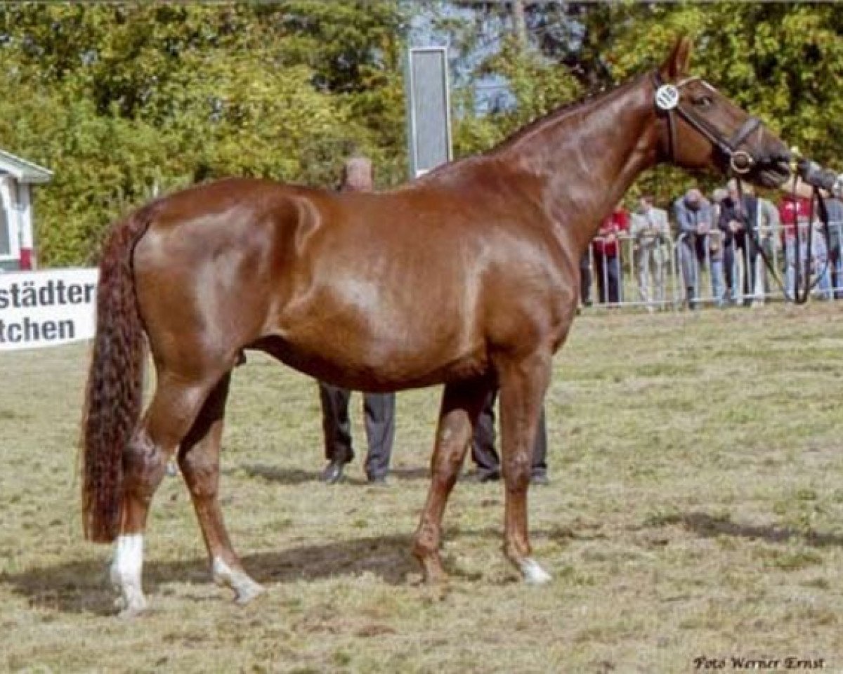broodmare Weira (Hanoverian, 1989, from Wenzel II)