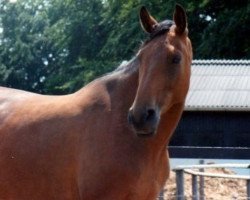 broodmare Wienerin (Hanoverian, 1975, from Wolfsburg)