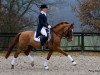 stallion Danny Cool (German Riding Pony, 2003, from FS Don't Worry)