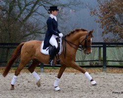 stallion Danny Cool (German Riding Pony, 2003, from FS Don't Worry)