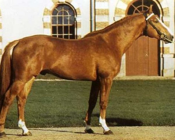 stallion Fend l'Air (Selle Français, 1971, from Amour du Bois)