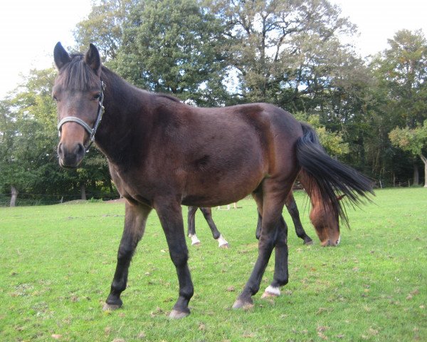 horse Theo 131 (German Riding Pony, 2010)