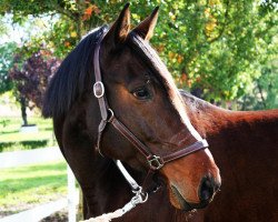 horse Freeway 8 (Holsteiner, 2004, from Castellini)