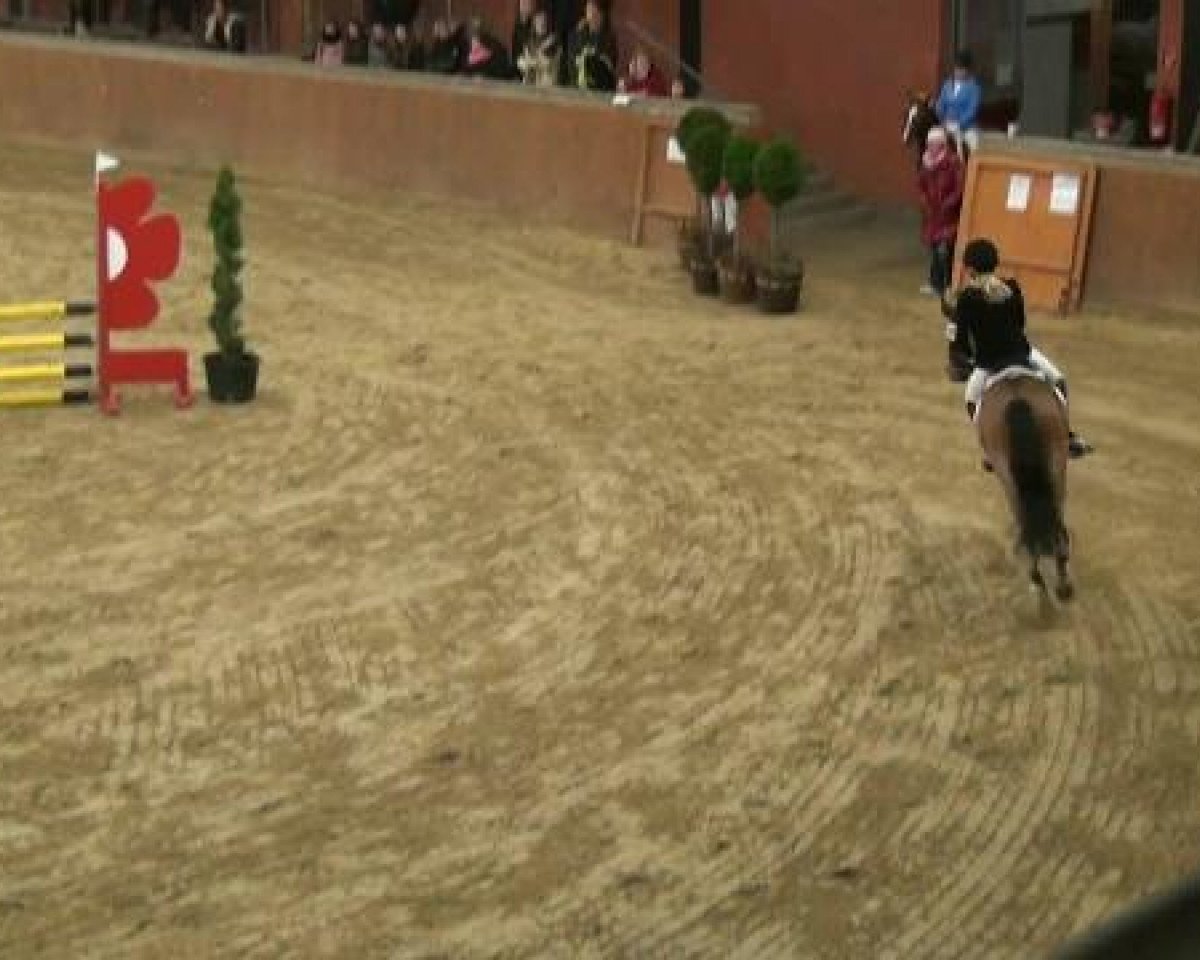 Springpferd Bingo (Belgisches Warmblut, 2001, von Idem d'Azur)