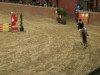 jumper Bingo (Belgian Warmblood, 2001, from Idem d'Azur)