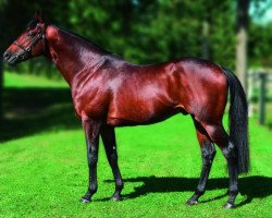 stallion Intendant xx (Thoroughbred, 2001, from Lando xx)