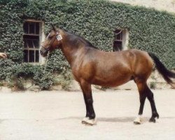 Zuchtstute Ogive Roche (Welsh-Cob (Sek. D), 1980, von Cherauds Ginger)