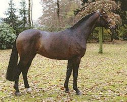 stallion Fürst Brandenburg (Westphalian, 2005, from Fürst Piccolo)