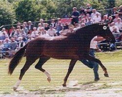 Zuchtstute Fascination (Rheinländer, 1996, von Fidermark)