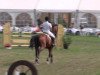 jumper Copy Kill (Hanoverian, 2005, from Contendro I)