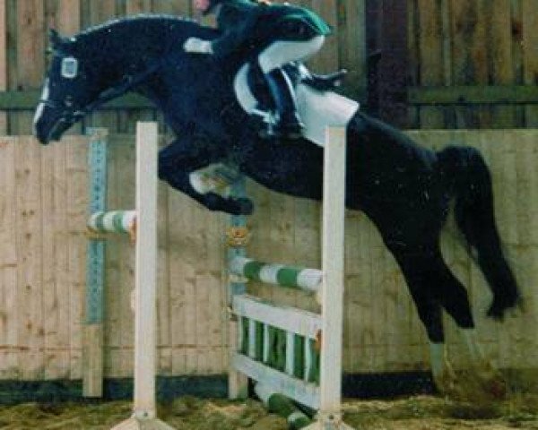 stallion Hondsrug Don Gregory (Welsh-Pony (Section B), 1993, from Rakt's Rocky)