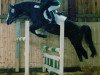 stallion Hondsrug Don Gregory (Welsh-Pony (Section B), 1993, from Rakt's Rocky)