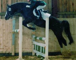 stallion Hondsrug Don Gregory (Welsh-Pony (Section B), 1993, from Rakt's Rocky)