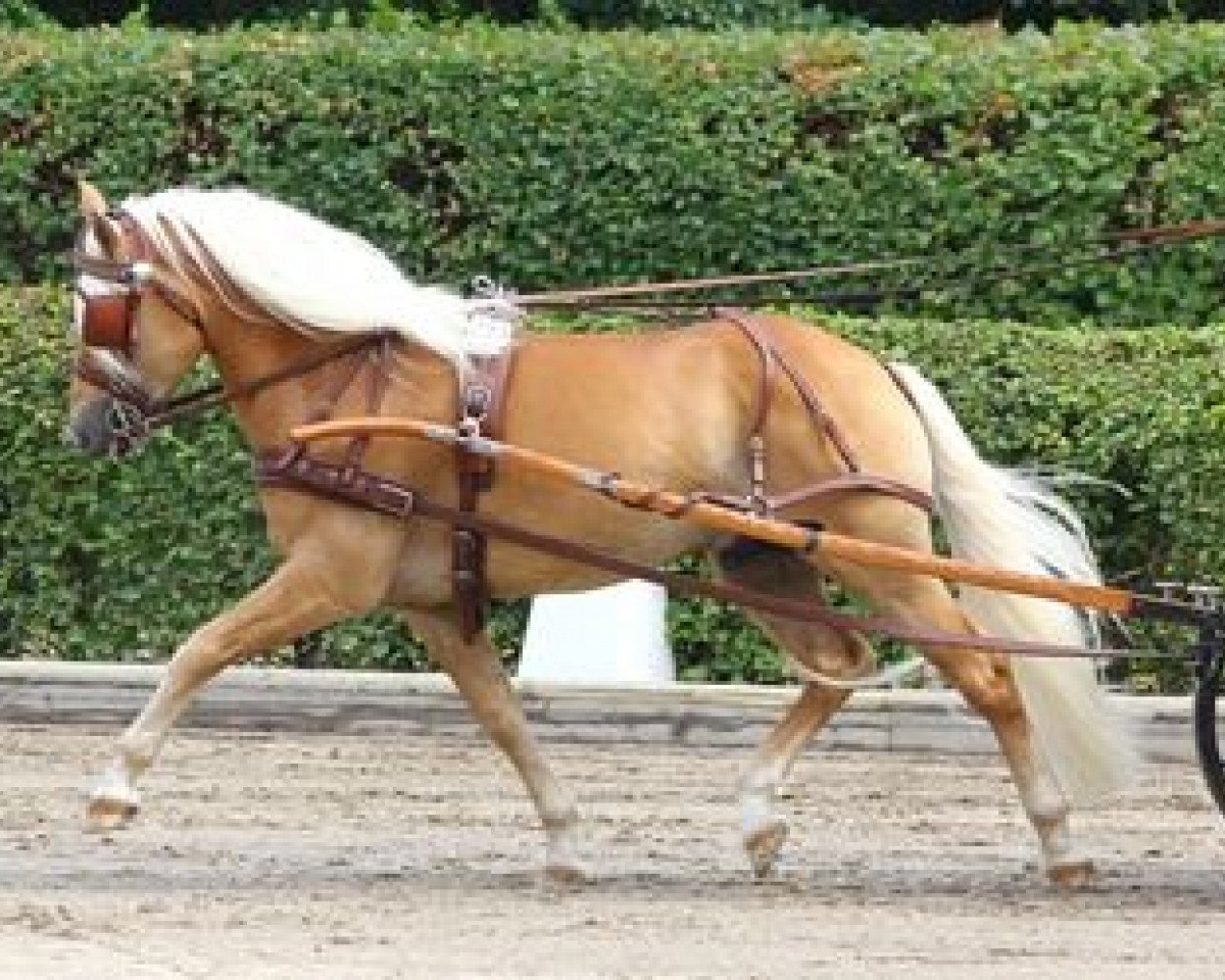 Deckhengst Sammi (6,25% ox) (Edelbluthaflinger, 2007, von Sandros)
