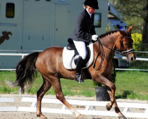 Pferd Promise Mambo (New-Forest-Pony, 2006, von Mambo Moscan)